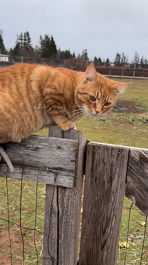 65 reactions · 6 comments | Rusty rules the roost. All hail the Ginger Overlord. (Like there was ever any doubt) #pei #greengablealpacas #RustyRules #orangetabby | Green Gable Alpacas | Facebook