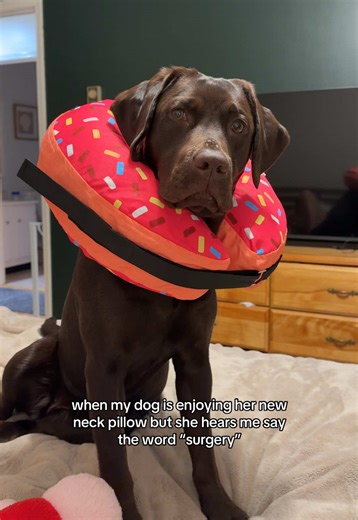 poor girl probably thought we were going on an airplane ride #puppy #chocolatelab