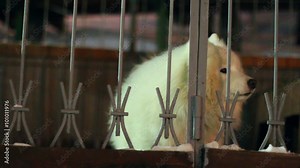 white dog barking behind a fence