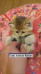 1.2M views · 46K reactions | Cute Animal Babies | FikShun Stegall | Facebook