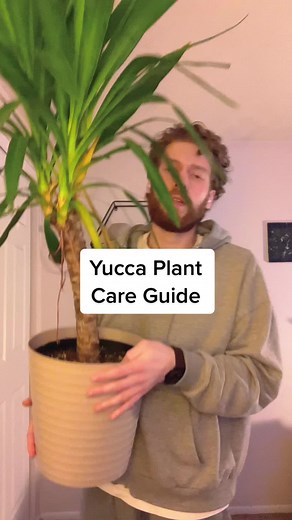 Yucca Plant Care Tips: Bright Light, Watering, and More!
