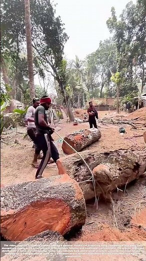 Forging the Future: The Unseen Strength of Timber