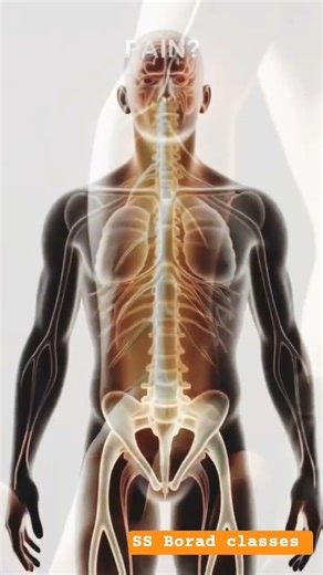 How Your Brain Actually Works? 🤔 Nervous System Animation | Class 10 Biology