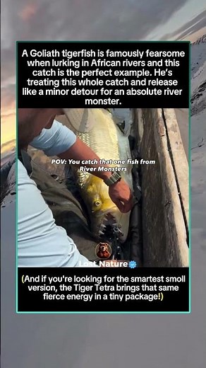 Catching a REAL River Monster: The Goliath Tigerfish!