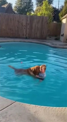 Training Dog to Save a Child From Drowning | Smart Rescue Dog in Action #rescue # training #puppy