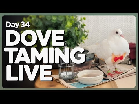 LIVE Dove Taming 🕊️ | Day 34 Progress | Step Up Training part 2
