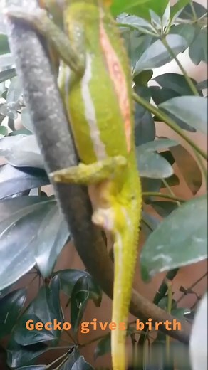 Amazing Gecko Giving Birth in Pet Paradise Avezzano