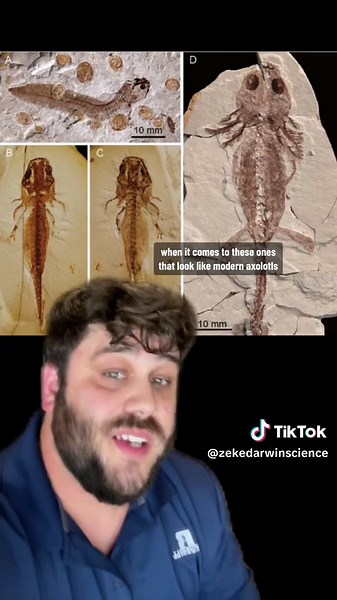 Replying to @Toca boca liv Salamanders & Neoteny: The Axolotl #sciencetok #evolution #axolotl #edutok #learnontiktok #biology #stem #fossil #paleontology #herpetology #ancient #history #salamander