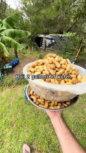 65K views · 2.1K reactions | Prices may vary for deez nuts #boiledpeanuts #peanuts #garden #chaosgarden | James Weston | Facebook