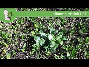 Gefleckter Aronstab - Blätter/Blattwerk - 29.03.18 (Arum maculatum) - Pflanzen-Bestimmung