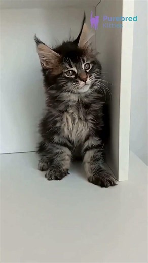 Meet Lucky: Black Blotched Tabby Maine Coon with Yellow-Green Eyes and Gentle Charm 💚🐾 #MaineCoon