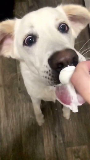 Funniest Dogs Ever 🐶 You Can’t Not Laugh! #shorts