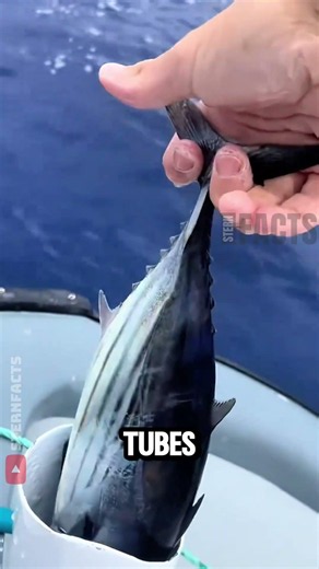 How This System Keeps Tuna Alive for Giant Fish 😱
