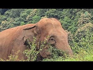 Elephant Ghon Thong’s Hopeful First Steps Toward Trust and Freedom - ElephantNews
