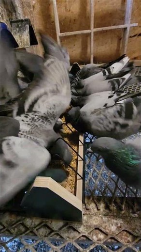 Young birds,racing pigeon Feeding time. @Goldeneyeloft