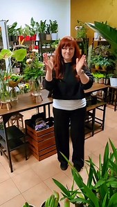 9.1K views · 438 reactions | Boží obr Rhaphidophora decursiva známá také jako Philodendron Dragontail 朗朗朗 Zvládne rozptýlené světlo, není nijak naročný a zálivka je vždy po vyschnutí :) Potřebujete??? Cena tohoto obra je 6000,- a doprava zdarma :) Posnažíme se sehnat i menší kousky, chcete??? Aneb drak do každý domácnosti  | KYTKYshop | Facebook