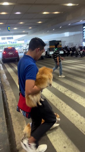 Pet-Friendly Fun at SM Supermalls and Pet Express Stores