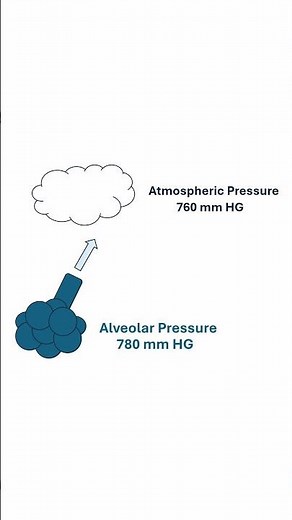 Alveolar Pressure Quick Explanation