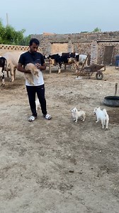 So now I am going to do a friendship with this cat #Catlovers #kitten #russiandog #minizoo | Pets Lover in Punjab