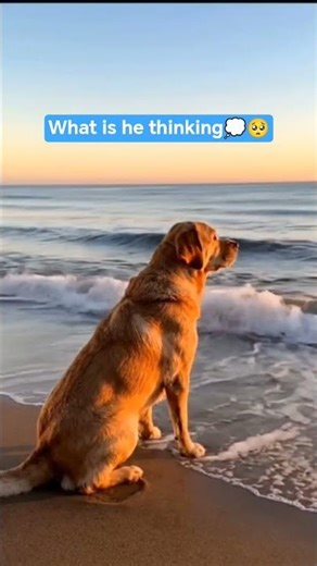 When Even Dogs Stop and Think💭