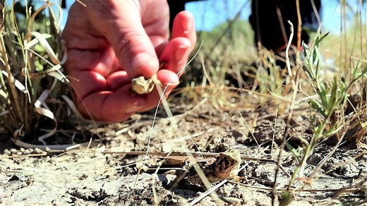 Yesterday 204 new horned lizard hatchlings were released at Mason Mountain WMA. The hatchlings were raised by the Caldwell Zoo, the Dallas Zoo, and the Fort Worth Zoo. The preparation for the release started well before they arrived at Mason Mountain. The hatchlings are weighed to see if they are large enough to carry around one of the harmonic radar tags. Most of them were plenty big, so the tags were attached before they made the trip. One of the other steps involves taking a photo of the bell