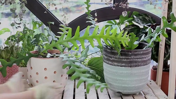 How to care for fishbone cactus ❤️ | Succulents Box