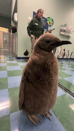Saint Louis Zoo names king penguin chick Cleopatra