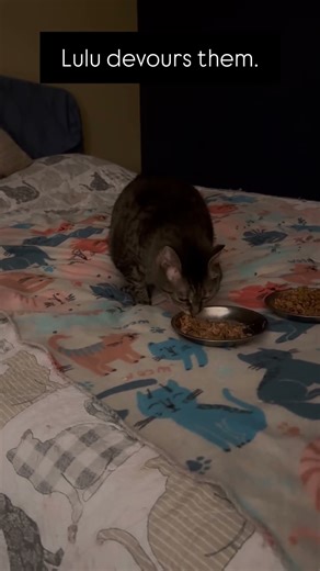Some cry. Lulu eats. 😹. #shorts