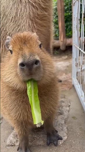 The capybara is so chill #facts #animals #funnyanimals