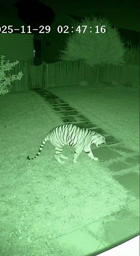 Fearless Cat Scares Off Tiger Caught on Camera 🐱🐯 #Hero