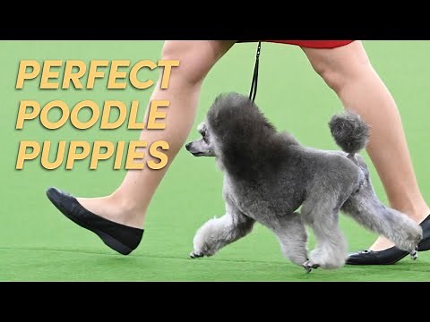 How to Clip & Trim Your Poodle Puppy | Poodle Grooming