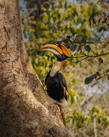 Meet the Great Hornbill! 🌟 Known for its distinctive horn-like casque, this majestic bird is a symbol of conservation efforts. Let's appreciate its grandeur and learn more about protecting its habitat! 🌿 #GreatHornbill #WildlifeConservation #BirdsOfAFeather | Surajeet Rajkhowa