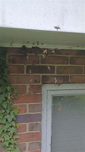 All You Can Eat Bees | Spider Spins Web Right in Front of Honeybee Colony in a House | Swarmstead Bees and Gardening