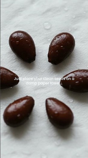 Apple Seed Germination: First Step to Grow Apple Tree!