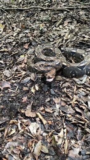 A wild boa hissing at us