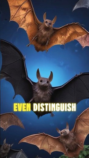 Discover Bats' Amazing Echolocation: Nature's Night Vision Experts!