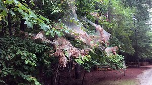 What are nasty webs all over trees and how can you get rid of them?
