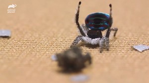 465K views · 682 reactions | Bet you’ve never seen a spider get down! #Solved | Animal Planet | Facebook