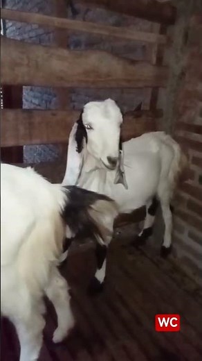 kambing lucu #domba #lucu #viral