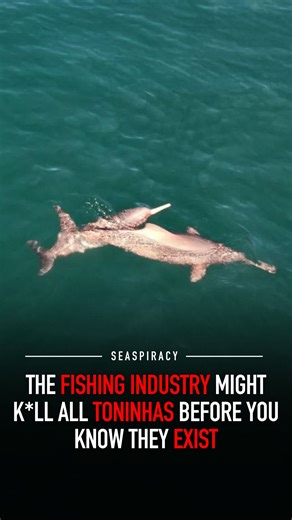 SEASPIRACY on Instagram: "There is a massacre happening in Brazil’s waters. Critically endangered species are being wiped out in one of the last refuges they have, and one of the most important nursery areas for sharks and rays. Toninhas might disappear before most people even know they exist. Industrial fishing is destroying this ecosystem, an area proposed for the National Marine Park of Albardão, a fully no-take MPA that could save these species, but President Lula has yet to act. Brazil will