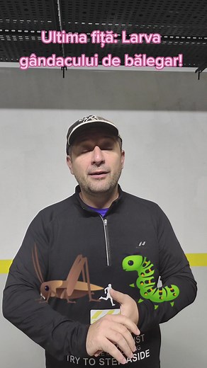 Larva gândacului de bălegar a aterizat și ea în meniu. Poftă mare! #gandaci #ue #larve #hranasanatoasa #alimentatie #hrana #meniulzilei