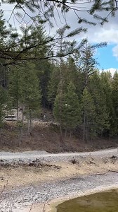 76K views · 1.8K reactions | Couldn’t believe my eyes... so many dead fish and bugs in one of our lakes (yes, it’s a spring fed lake, not a pond!) At least the eagle's been eating them, helping us clean it up little by little. | Sama Louisaa | Facebook