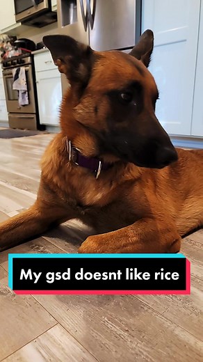 Inside Out Dog Training (@insideoutdogtraining)’s videos with original sound - Inside Out Dog Training