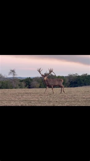 🚨 Huge red stag with a drop tine! 🚨 lets go!!!! | 6S River Ranch