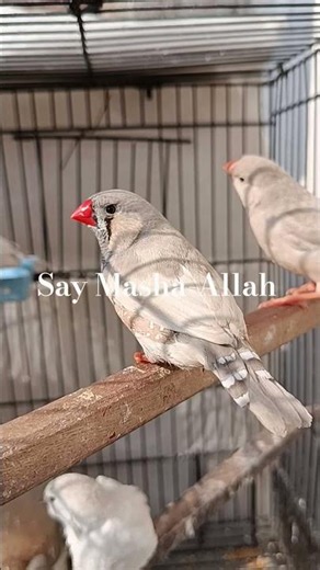He loves his morning sun bath! ☀️🎵 | Asim's Home Aviary #finch #aviary #finchlover #minivlog #viral