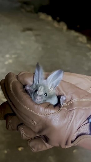 66K views · 3.6K reactions | Actual footage of me getting hit by the news cycle. 驪heart-nosed bat Kathryn Slater | Bat Conservation International | Facebook