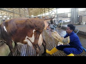 #Assist_Calving 🐄