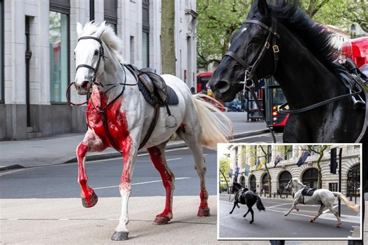 Blood-soaked UK military horse that stampeded through London needed emergency surgery and may never return to service
