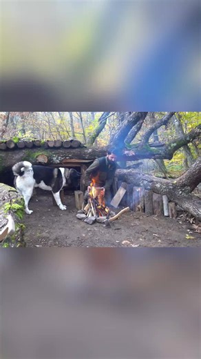 Part 3 | Camping and building a shelter with my dog 🐕 nature escape #creatorsearchinsights #campinglife #outdooradventures #survivaltips #bushcraft @The Best House