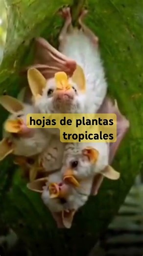 La criatura más tierna que parece irreal: Murciélago blanco #animales